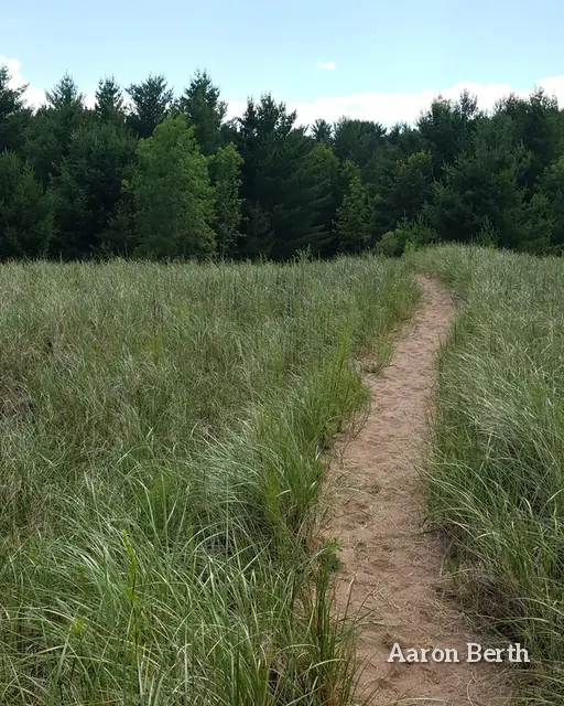 A footpath through tall dune grass toward distant pines
