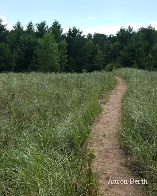 A dirt path through dune grass toward pines on the Lake Superior shore