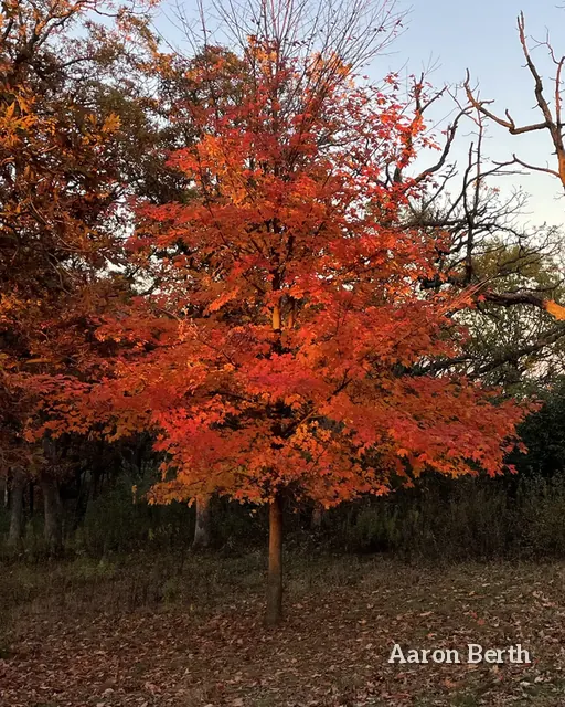 One red maple glowing against a dark evening