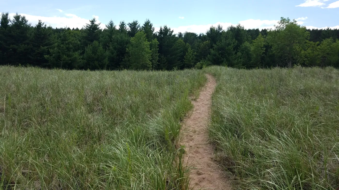 A dirt path through dune grass toward pines on the Lake Superior shore