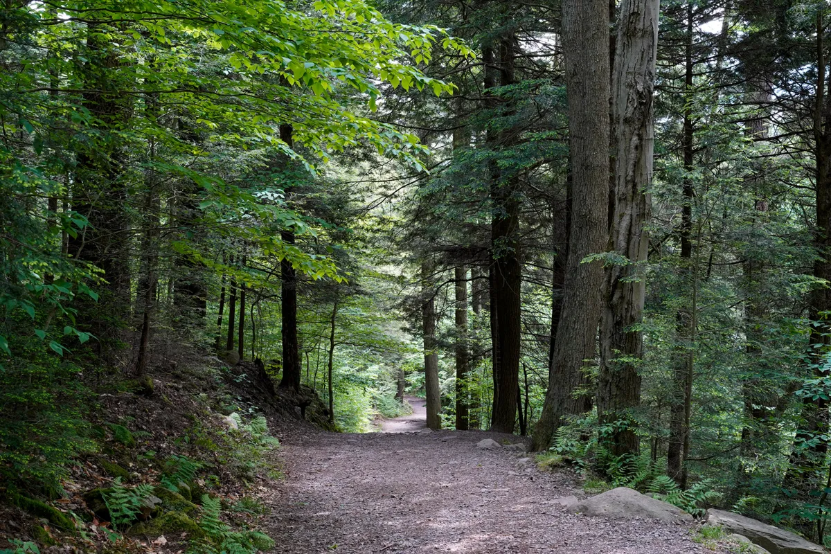A dirt hiking trail through a tall green forest